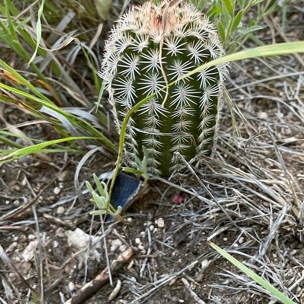 Echinocereus viridiflorus Fuelha