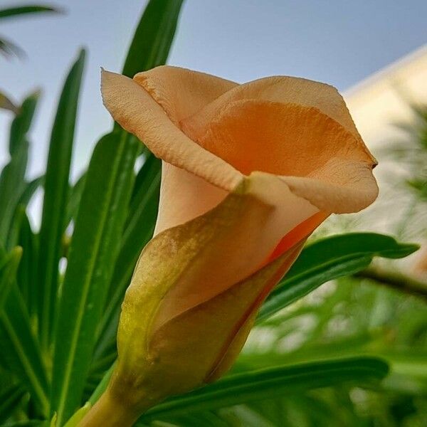 Cascabela thevetia Flower