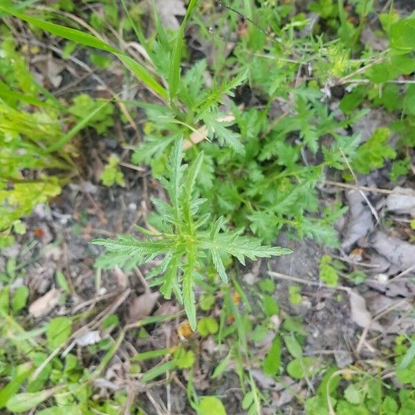 Artemisia biennis Yaprak