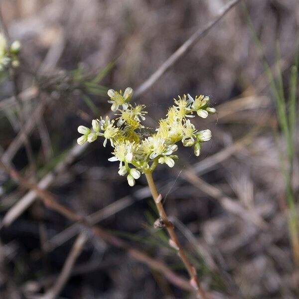 Petrosedum sediforme Fiore