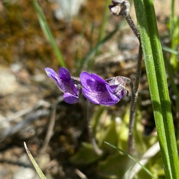 Pinguicula vulgaris Blomst