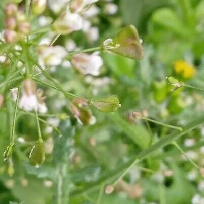 Capsella bursa-pastoris Fruit