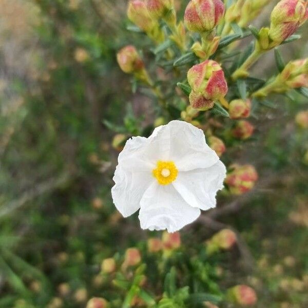 Cistus monspeliensis Virág