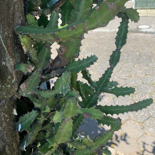 Euphorbia lactea 葉