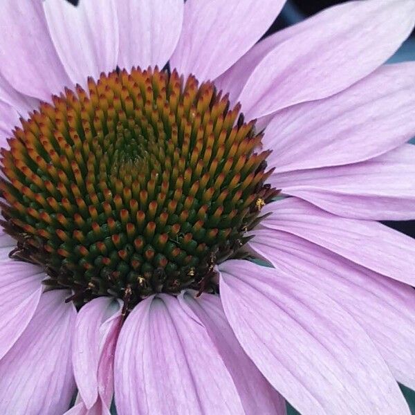 Echinacea angustifolia 花