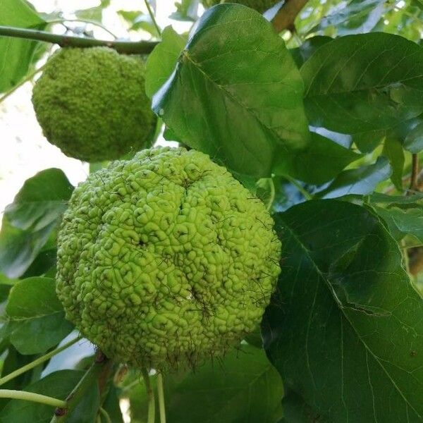 Maclura pomifera Fruit