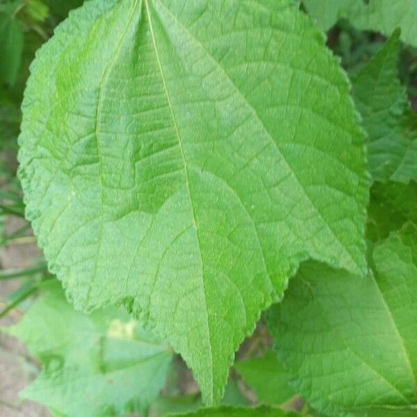 Triumfetta rhomboidea Leaf