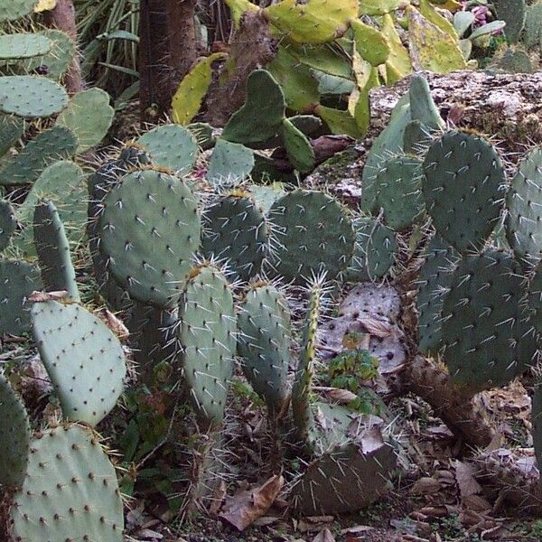 Opuntia engelmannii Leaf