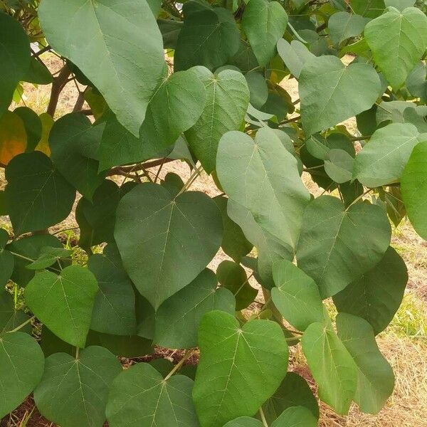 Croton urucurana Hoja