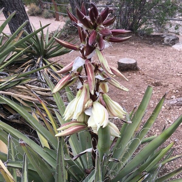 Yucca baccata Hábito