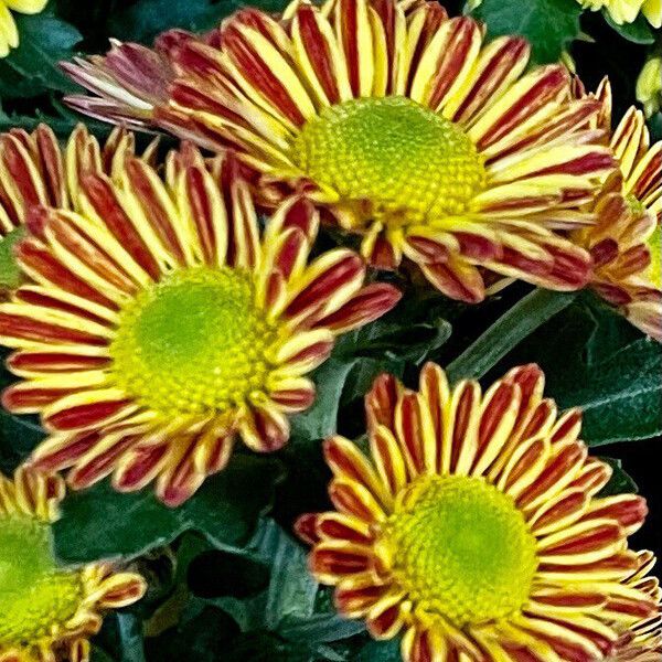 Chrysanthemum indicum Цветок