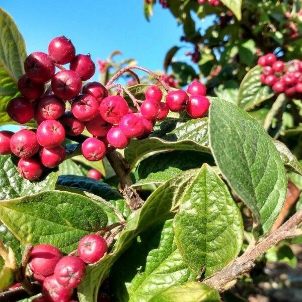 Cotoneaster bullatus Frukto