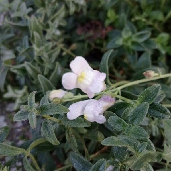 Antirrhinum hispanicum Blüte