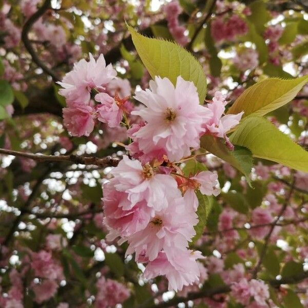 Prunus serrulata Floare