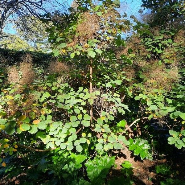 Cotinus coggygria Habitus