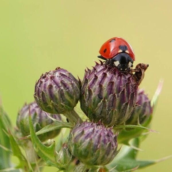 Cirsium arvense برگ