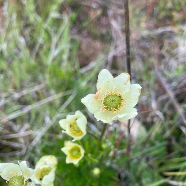 Anemone multifida Kwiat