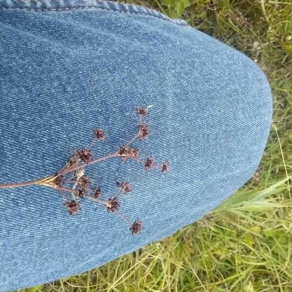 Juncus articulatus Blomst