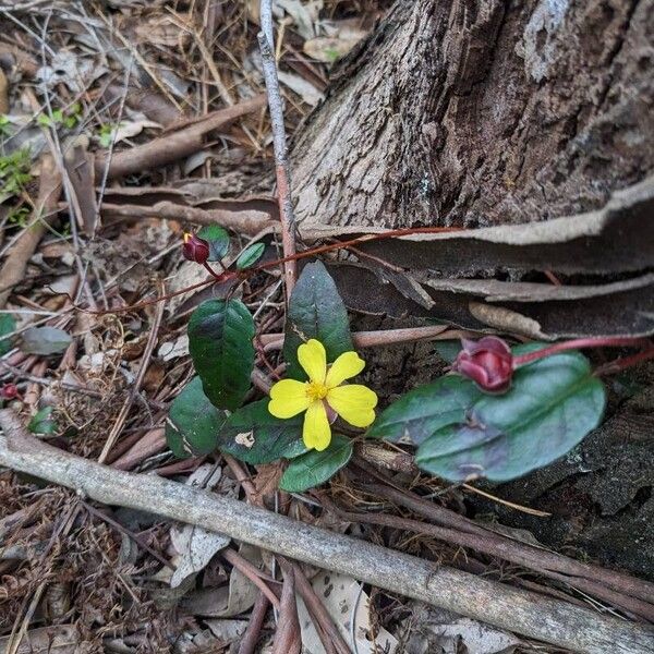 Hibbertia dentata Квітка