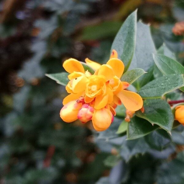 Berberis darwinii Flower