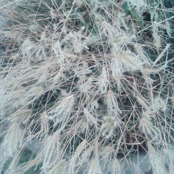 Miscanthus sinensis Flower