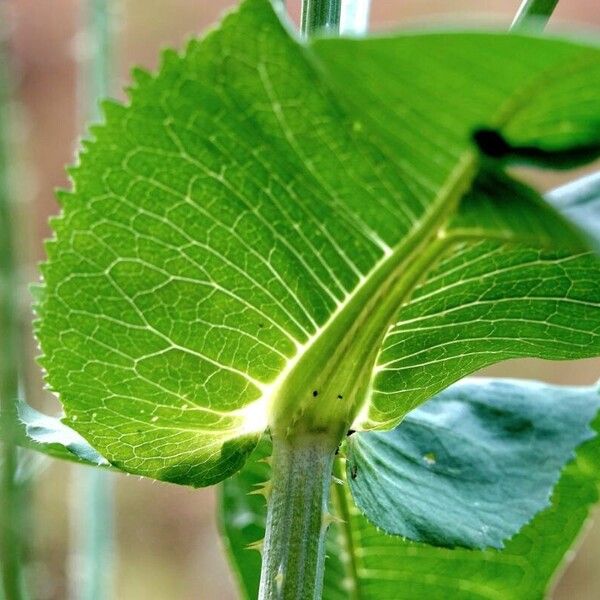 Dipsacus fullonum Leaf