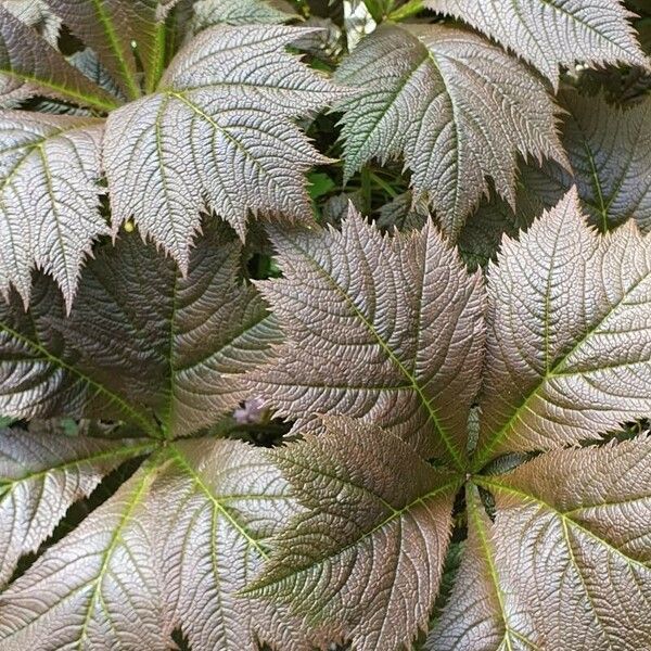 Rodgersia podophylla Leaf