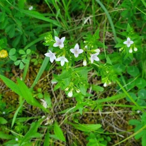 Houstonia longifolia ফুল