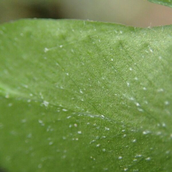 Arthropteris palisotii Blatt