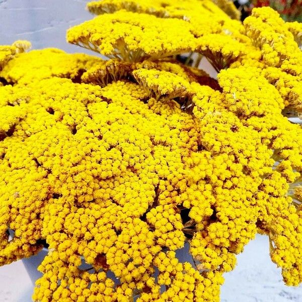 Achillea filipendulina Λουλούδι