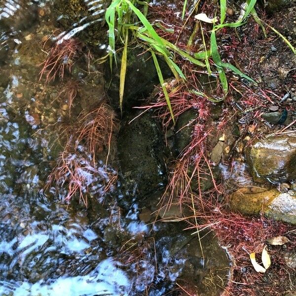 Myriophyllum alterniflorum Celota