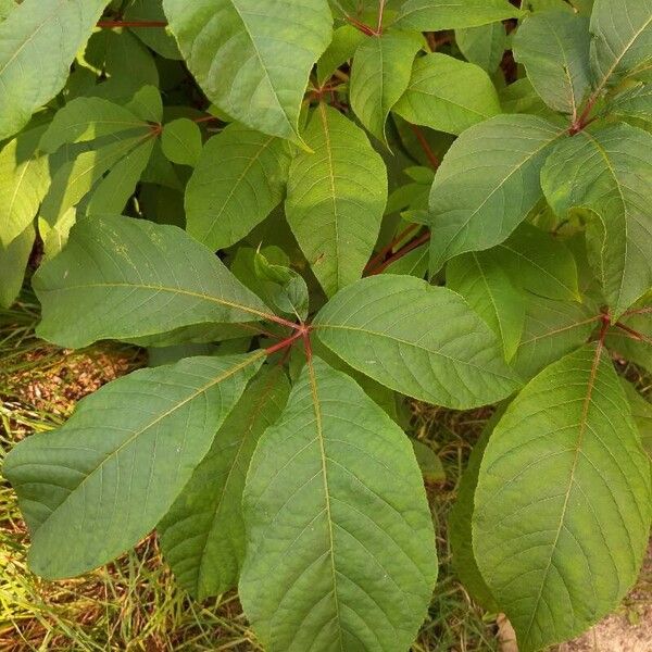 Aesculus parviflora পাতা