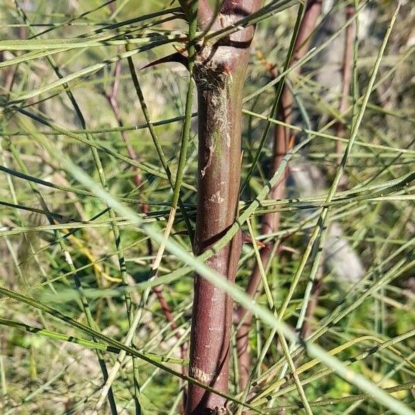 Parkinsonia aculeata Bark