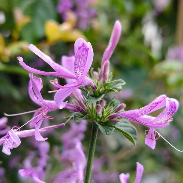 Hypoestes aristata Flower