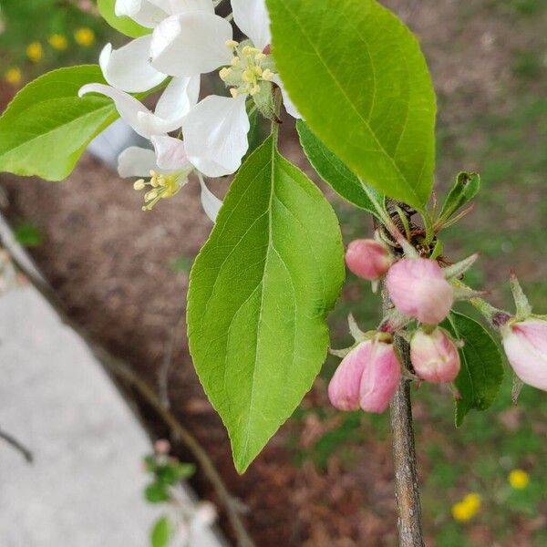 Malus spectabilis Blad