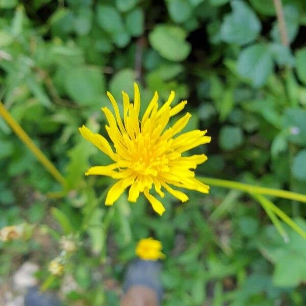 Crepis paludosa Blomst