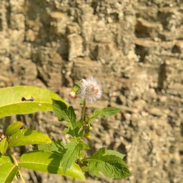 Crassocephalum crepidioides Flower