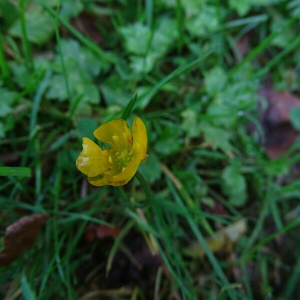 Ranunculus repens Цвят