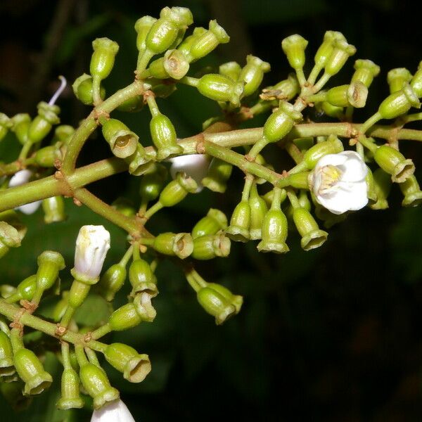 Adelobotrys adscendens Flower