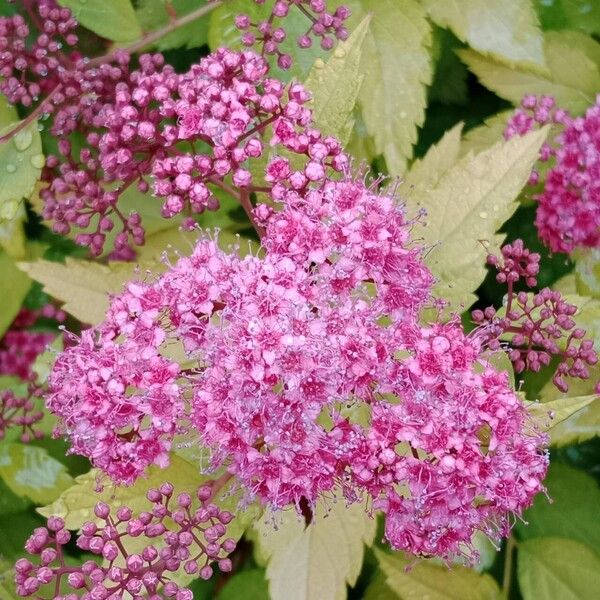 Spiraea japonica Flower