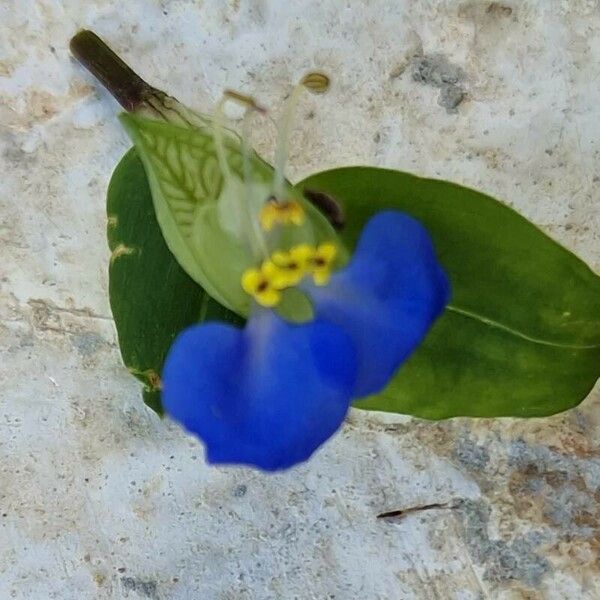 Commelina communis Bloem