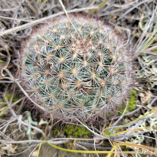 Pediocactus simpsonii Leaf