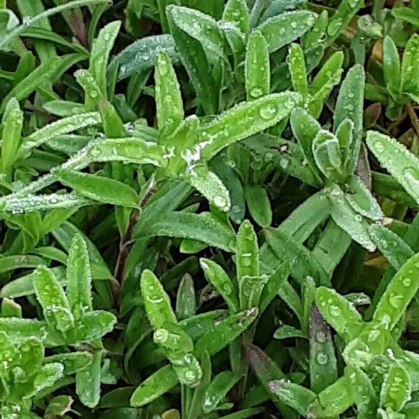 Dianthus deltoides Foglia