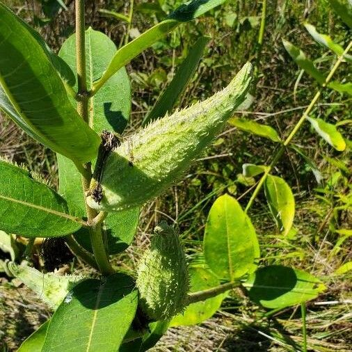 Asclepias syriaca Frukt