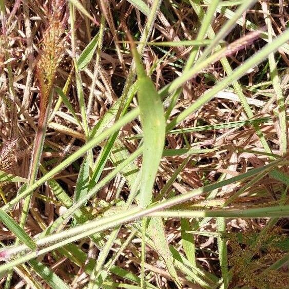 Melinis minutiflora Levél