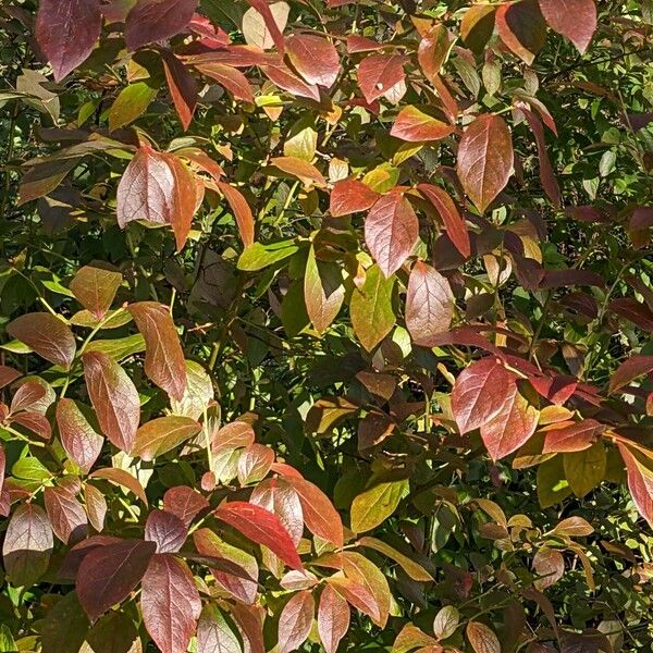 Vaccinium corymbosum Habit