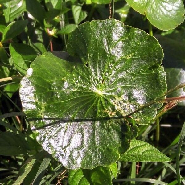 Hydrocotyle bonariensis Leaf