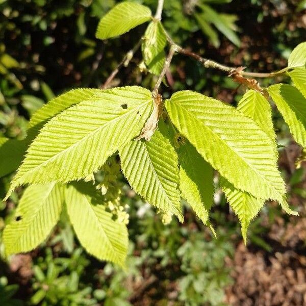 Acer carpinifolium Leaf