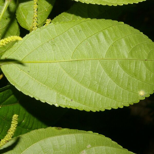 Acalypha diversifolia برگ