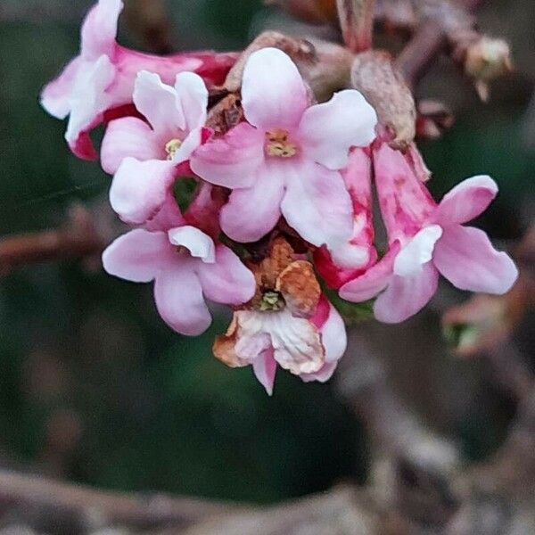 Viburnum farreri Kwiat